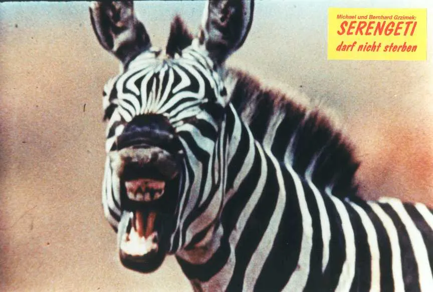 Szenenbild – Serengeti darf nicht sterben