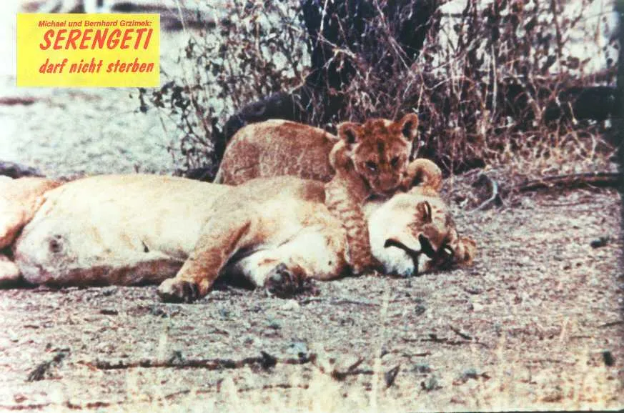 Szenenbild – Serengeti darf nicht sterben